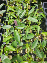 Load image into Gallery viewer, Philodendron Spiritus Sancti 2.5" pot, Fedex 2day*
