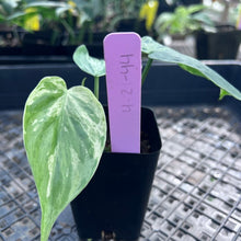 Load image into Gallery viewer, Philodendron Hederaceum, Heart Leaf, Exact Plant Variegated Ships Nationwide
