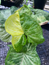 Load image into Gallery viewer, Syngonium Mango Allusion, Orm Thong, Exact Plant Variegated Ships Nationwide
