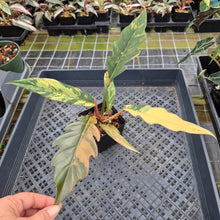 Load image into Gallery viewer, Philodendron Caramel Marble variegated exact plant, Fedex 2day*
