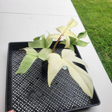 Load image into Gallery viewer, Philodendron Florida Ghost, Exact Plant Ships Nationwide
