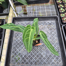 Load image into Gallery viewer, Anthurium Warocqueanum, Queen, Exact Plant Ships Nationwide
