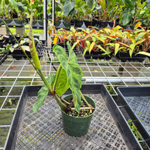 Load image into Gallery viewer, Philodendron Verrucosum, Exact Plant Ships Nationwide
