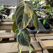 Load image into Gallery viewer, Philodendron Melanochrysum Variegated exact plant, Fedex 2day*
