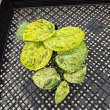 Load image into Gallery viewer, Scindapsus Jade Satin Marble Queen Variegated exact plant, Fedex 2day*
