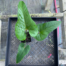 Load image into Gallery viewer, Anthurium Cupulispathum X Pedatum , Exact Plant Ships Nationwide
