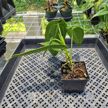 Load image into Gallery viewer, Anthurium Warocqueanum, Queen exact plant, Fedex 2day*
