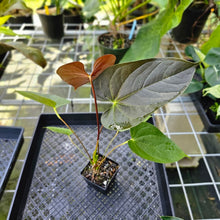 Load image into Gallery viewer, Anthurium Red Beauty, Exact Plant
