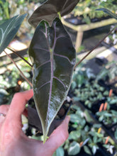 Load image into Gallery viewer, Alocasia Longiloba Black Satun Pink Bone 2.5" pot, Fedex 2day*
