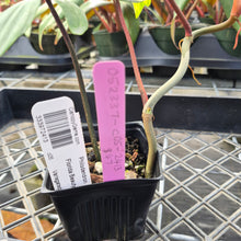 Load image into Gallery viewer, Philodendron Florida Beauty, Exact Plant Variegated Ships Nationwide
