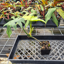 Load image into Gallery viewer, Philodendron Radiatum, Exact Plant Variegated Ships Nationwide
