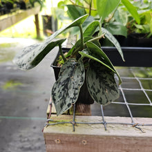 Load image into Gallery viewer, Scindapsus Silver Lady, Exact Plant Ships Nationwide
