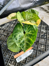 Load image into Gallery viewer, Syngonium Mango Allusion, Orm Thong, Exact Plant Variegated Ships Nationwide
