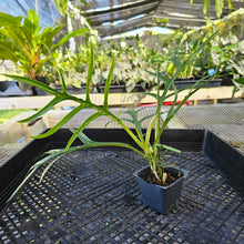 Load image into Gallery viewer, Philodendron Tortum, Exact Plant Wide Form, 2&#39;&#39; pot
