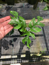 Load image into Gallery viewer, Rhaphidophora Tetrasperma Monstera Ginny, 2&#39;&#39; pot, ships nationwide
