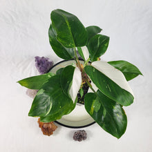 Load image into Gallery viewer, Philodendron White Princess, Exact Plant Variegated
