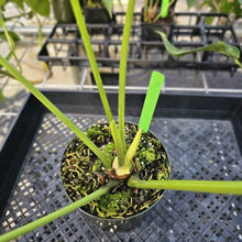 Load image into Gallery viewer, Anthurium Faustomirandae, Faustino&#39;S Giant, Exact Plant Ships Nationwide
