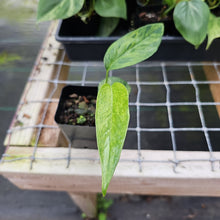 Load image into Gallery viewer, Epipremnum Pinnatum Tricolor Mint Variegated 2.5&quot; Pot, Fedex 2 day*
