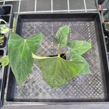 Load image into Gallery viewer, Anthurium Papillilaminum Fort Sherman X Ralph Lynam, Exact Plant Ships Nationwide

