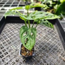 Load image into Gallery viewer, Monstera Adansonii Aurea, Exact Plant Variegated Ships Nationwide
