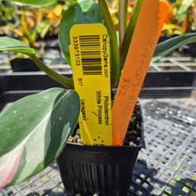 Load image into Gallery viewer, Philodendron White Princess Variegated exact plant, Fedex 2day*
