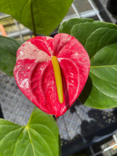 Load image into Gallery viewer, Anthurium Shibori, Exact Plant Variegated
