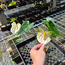 Load image into Gallery viewer, Anthurium White Obake 'Tropic Ice', Exact Plant
