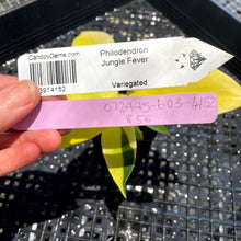 Load image into Gallery viewer, Philodendron Jungle Fever , 2.5” pot, Fedex 2 day*
