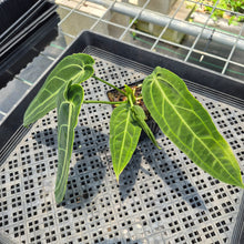 Load image into Gallery viewer, Anthurium Warocqueanum, Queen exact plant, Fedex 2day*

