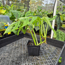 Load image into Gallery viewer, Monstera Adansonii Mint &quot;Indonesia&quot;, Exact Plant Variegated Ships Nationwide
