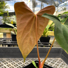 Load image into Gallery viewer, Anthurium Papillilaminum Fort Sherman X ( FS X Ralph Lynam) 4" pot, Fedex 2day*

