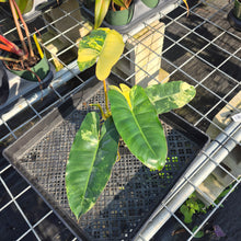 Load image into Gallery viewer, Philodendron Burle Marx, Exact Plant Variegated Ships Nationwide

