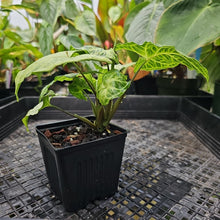 Load image into Gallery viewer, Syngonium Batik, Exact Plant Ships Nationwide
