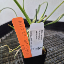 Load image into Gallery viewer, Philodendron Holtonianum Variegated exact plant, Fedex 2day*
