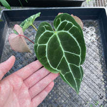 Load image into Gallery viewer, Anthurium Crystallinum, Exact Plant 3 top plant Ships Nationwide
