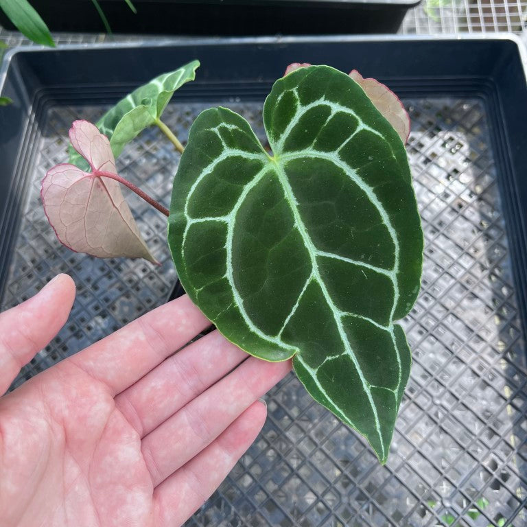 Anthurium Crystallinum, Exact Plant 3 top plant Ships Nationwide