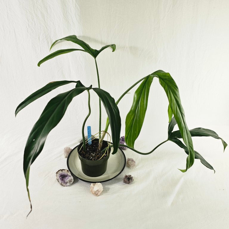 Philodendron Holtonianum, Exact Plant Large Ships Nationwide