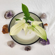 Load image into Gallery viewer, Philodendron Florida Ghost 2.5" pot, Fedex 2day*
