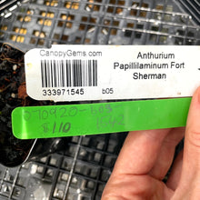 Load image into Gallery viewer, Anthurium Papillilaminum Fort Sherman, Exact Plant Ships Nationwide
