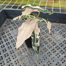 Load image into Gallery viewer, Alocasia Polly Snowflake Pink variegated exact plant, Fedex 2day*
