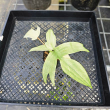 Load image into Gallery viewer, Philodendron Florida Ghost, Exact Plant Ships Nationwide
