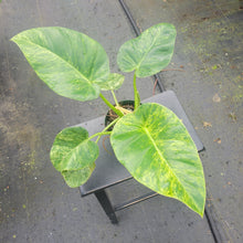 Load image into Gallery viewer, Philodendron Giganteum, Exact Plant Variegated Ships Nationwide
