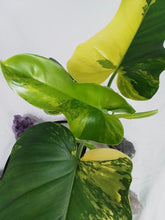 Load image into Gallery viewer, Philodendron Bipennifolium, Exact Plant Variegated
