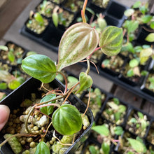 Load image into Gallery viewer, Philodendron Micans Mint Pink Variegated, 2.5” pot, Fedex 2 day*
