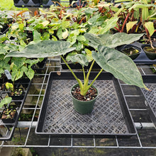 Load image into Gallery viewer, Alocasia Wentii, Exact Plant Variegated Ships Nationwide
