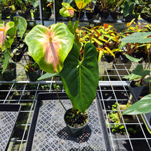 Load image into Gallery viewer, Anthurium Anuenue Obake Bicolor pink/green Fedex 2day
