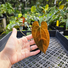 Load image into Gallery viewer, Anthurium Ace Of Spades X Papillilaminum, Exact Plant
