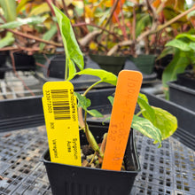 Load image into Gallery viewer, Syngonium Aurea, Exact Plant Variegated Ships Nationwide
