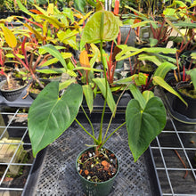 Load image into Gallery viewer, Anthurium Veronica green, speckled, Exact Plant, Ships Nationwide
