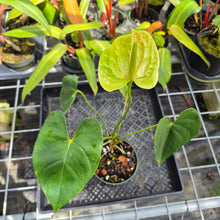 Load image into Gallery viewer, Anthurium Veronica green, speckled, Exact Plant, Ships Nationwide
